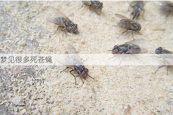 梦见很多死苍蝇