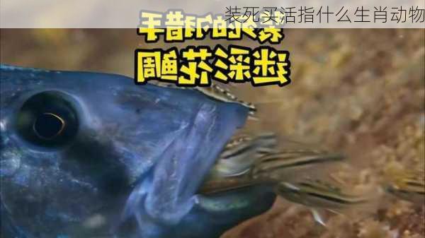 装死买活指什么生肖动物