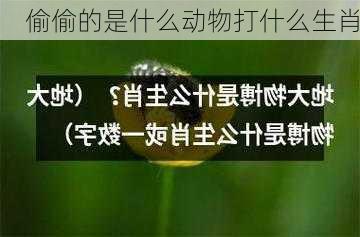 偷偷的是什么动物打什么生肖