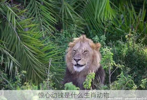 惊心动魄是什么生肖动物