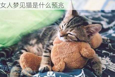 女人梦见猫是什么预兆