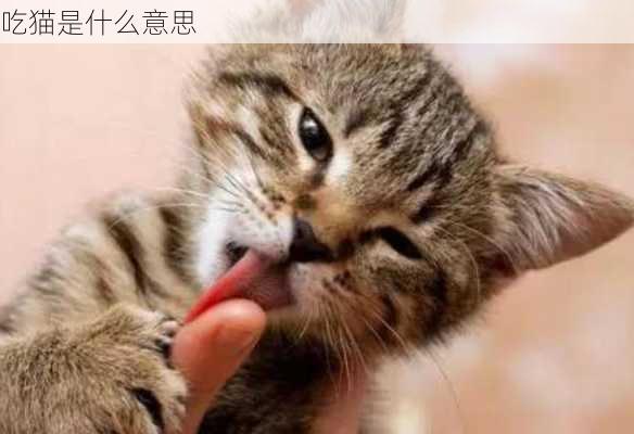 吃猫是什么意思