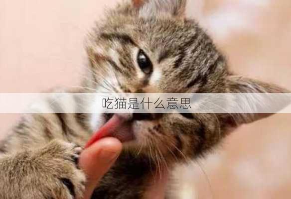 吃猫是什么意思