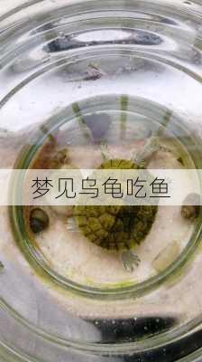 梦见乌龟吃鱼