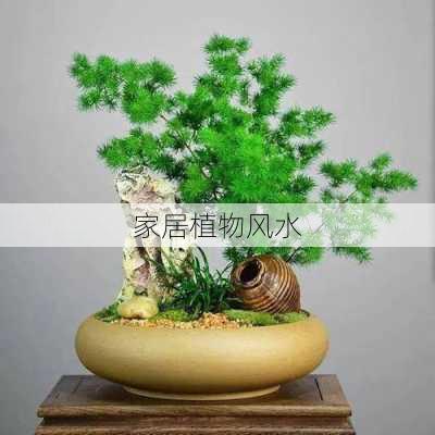 家居植物风水