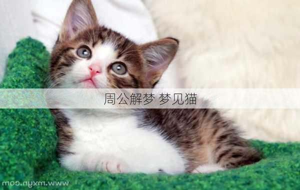 周公解梦 梦见猫