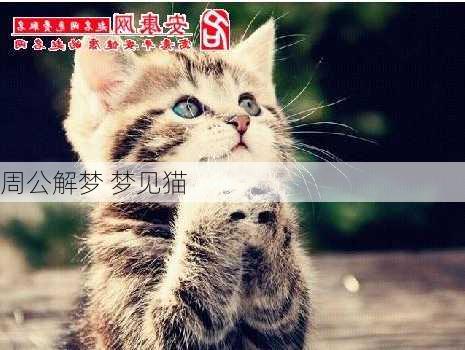 周公解梦 梦见猫