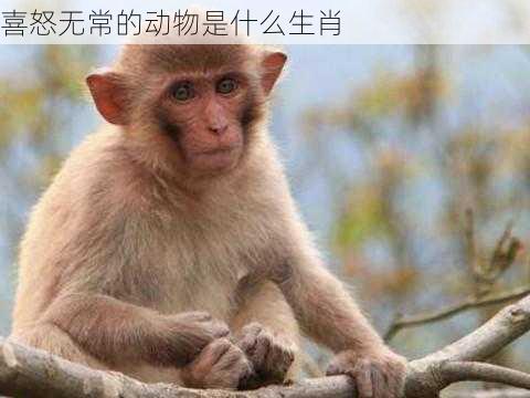 喜怒无常的动物是什么生肖