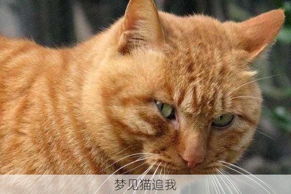 梦见猫追我