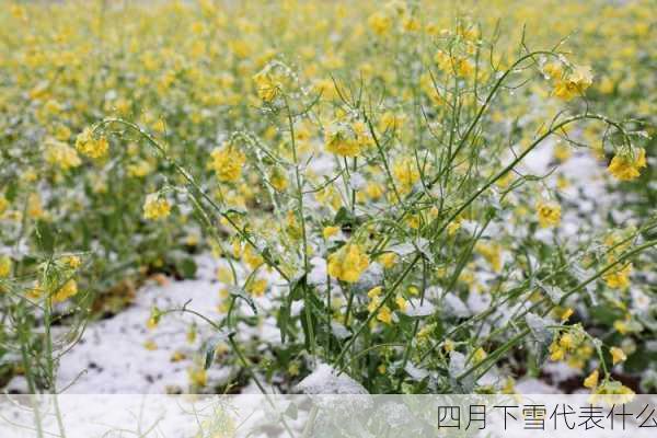 四月下雪代表什么