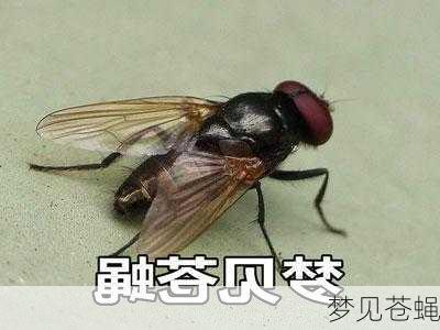 梦见苍蝇