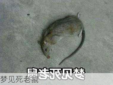 梦见死老鼠