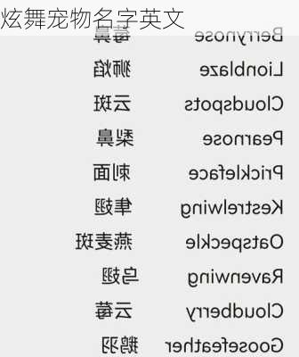 炫舞宠物名字英文