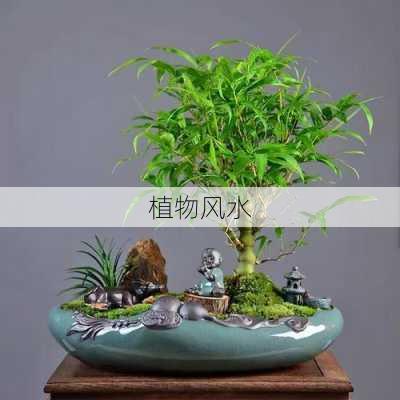 植物风水