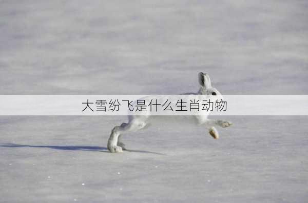 大雪纷飞是什么生肖动物