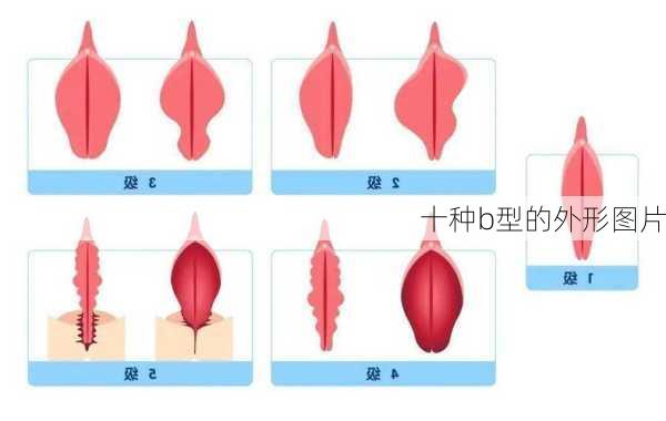 十种b型的外形图片