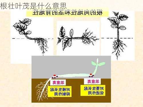 根壮叶茂是什么意思