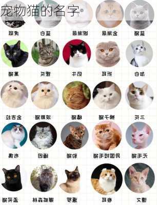 宠物猫的名字