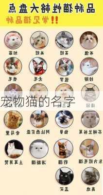 宠物猫的名字