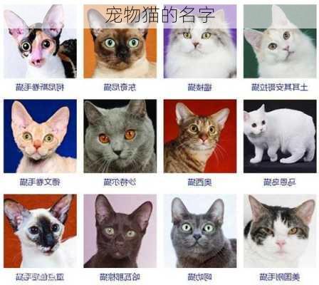 宠物猫的名字