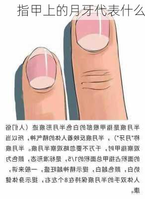 指甲上的月牙代表什么