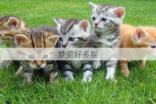 梦见好多猫