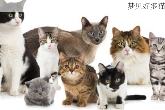 梦见好多猫