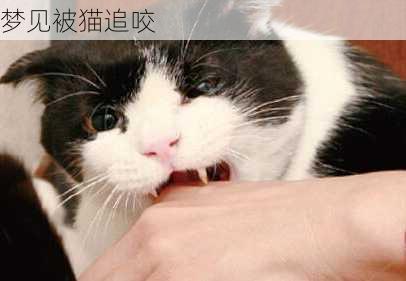 梦见被猫追咬