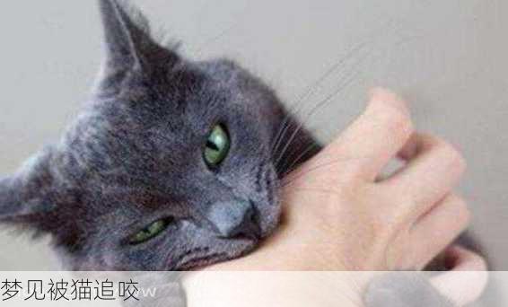 梦见被猫追咬