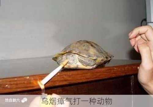 乌烟瘴气打一种动物