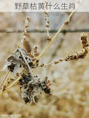 野草枯黄什么生肖