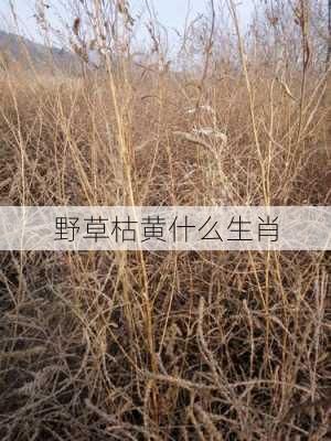 野草枯黄什么生肖