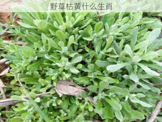 野草枯黄什么生肖