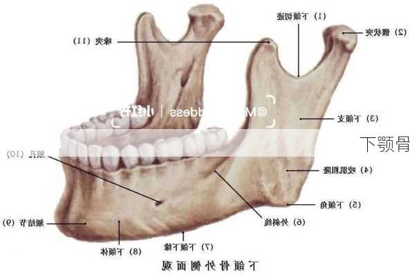 下颚骨