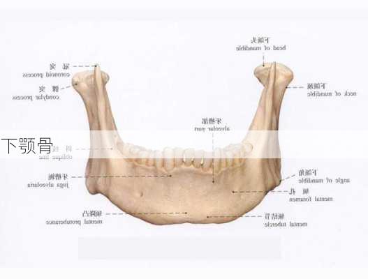 下颚骨