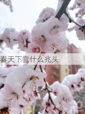 春天下雪什么兆头