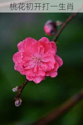 桃花初开打一生肖