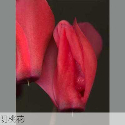 阴桃花