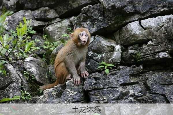 土龙沐猴