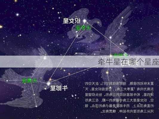 牵牛星在哪个星座