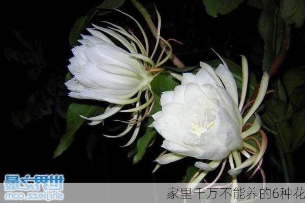 家里千万不能养的6种花