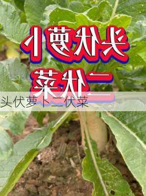 头伏萝卜二伏菜