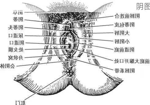 阴图