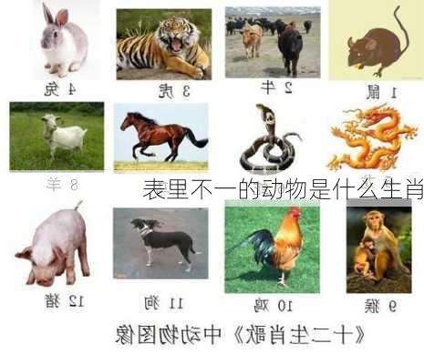 表里不一的动物是什么生肖