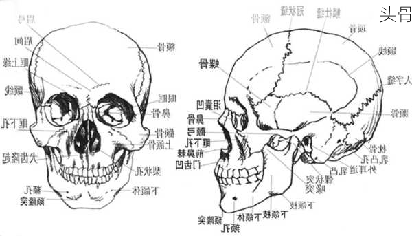 头骨