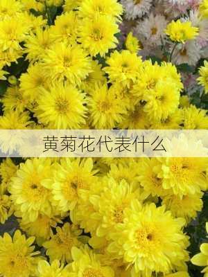 黄菊花代表什么