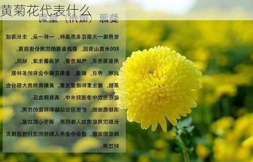 黄菊花代表什么