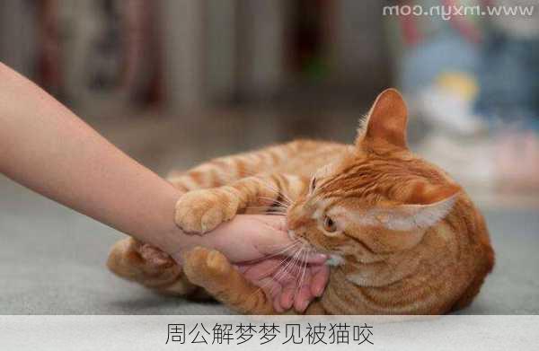 周公解梦梦见被猫咬