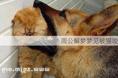 周公解梦梦见被猫咬