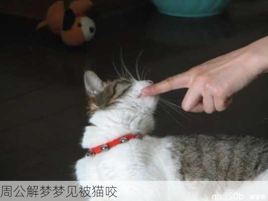 周公解梦梦见被猫咬